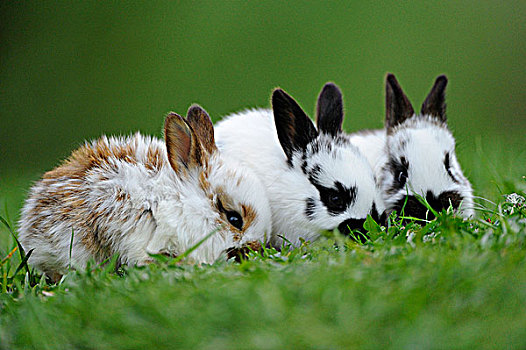 三个,年轻,驯服,兔子,草丛