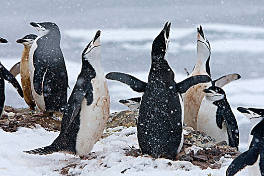 帽带企鹅,南极企鹅,群,求爱,雪中,风暴,南极