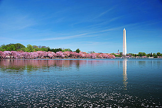 樱花,华盛顿纪念碑,上方,湖,花,花瓣,水中,华盛顿特区