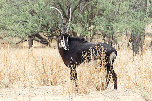 羚羊,尼日尔,牧场,纳米比亚,非洲