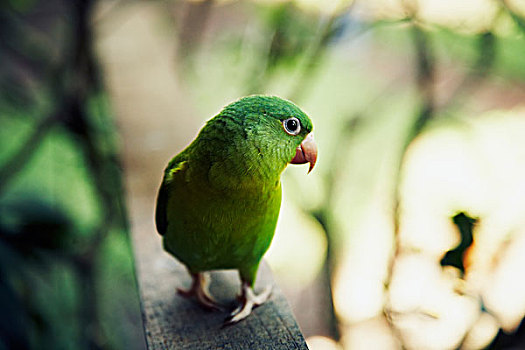鹦鹉,尼加拉瓜