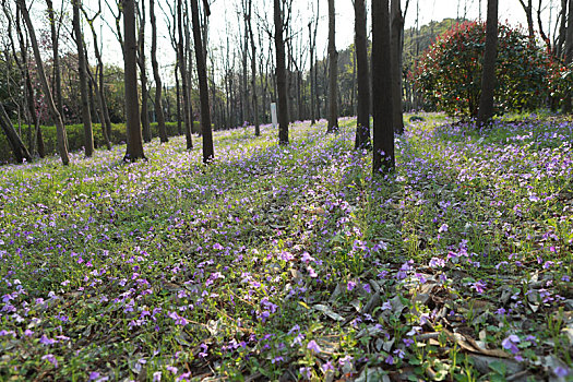 紫罗兰,花丛