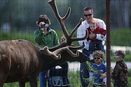 俘获,家庭,麋鹿,栅栏,阿拉斯加野生动物保护中心,夏天,阿拉斯加