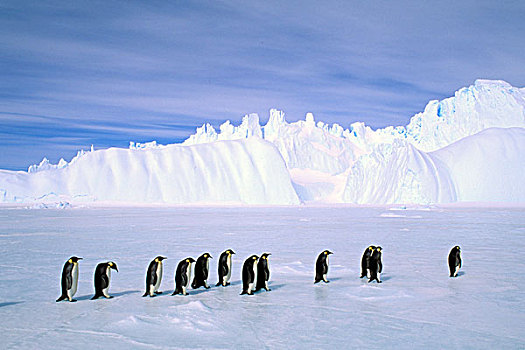 南极,澳大利亚,领土,栖息地,帝企鹅