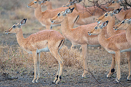 群,黑斑羚,站立,重,雨,克鲁格国家公园,南非,非洲