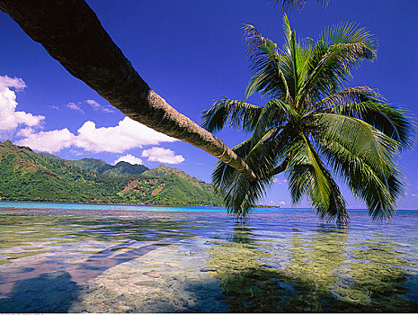 棕榈树,悬挂,上方,水,太平洋,茉莉亚岛,塔希提岛,法属玻利尼西亚