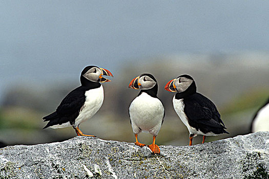 大西洋海雀,角嘴海雀,北极,海豹岛,加拿大