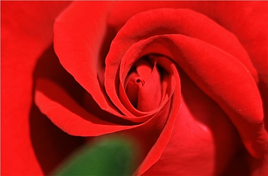 红色,玫瑰