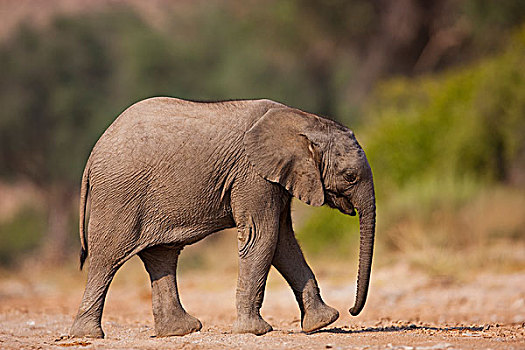 非洲象,幼兽,骷髅海岸,纳米布沙漠,纳米比亚