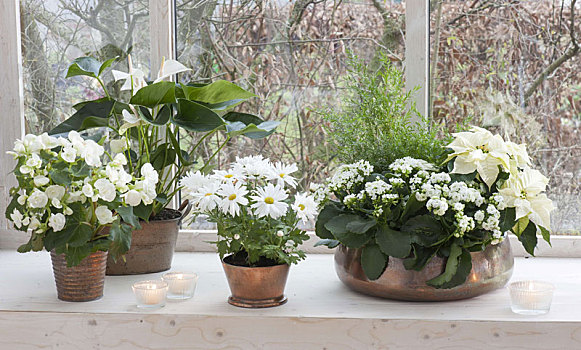 白色,盆栽植物,铜,容器,窗户