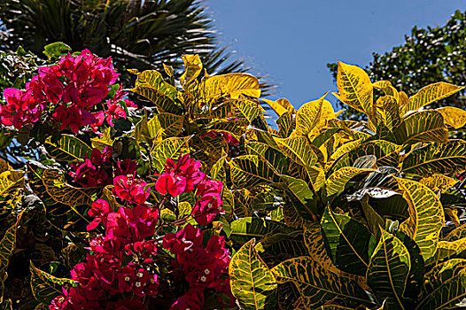 多米尼加共和国,蓬塔卡纳,叶子花属,热带,花园