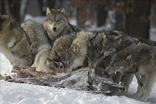 大灰狼,狼,白尾鹿,杀,明尼苏达