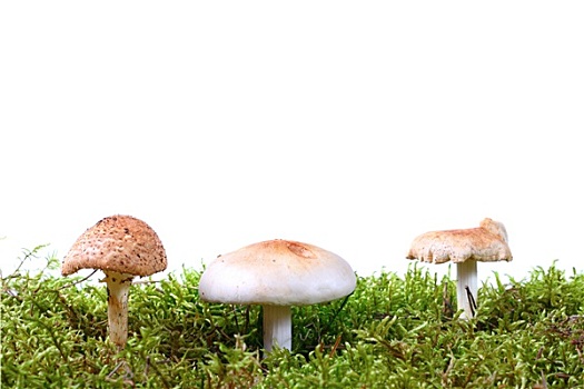三个,蘑菇,绿色,苔藓