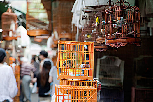 街道,鸟,花园,香港