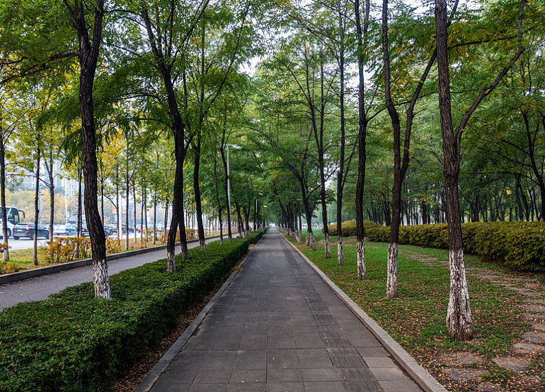 成都林荫路图片