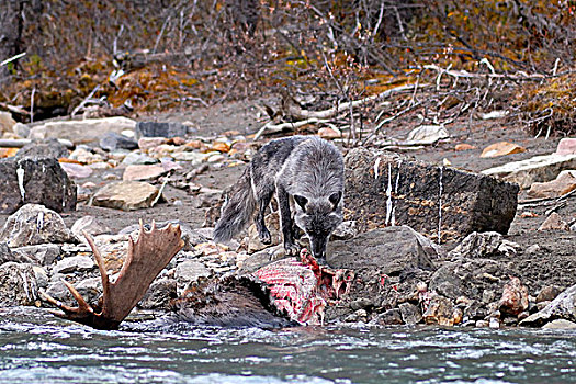 狼,吃,驼鹿,畜体,碧玉国家公园,艾伯塔省,加拿大