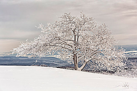 积雪,橡树,山,北莱茵威斯特伐利亚,德国,欧洲