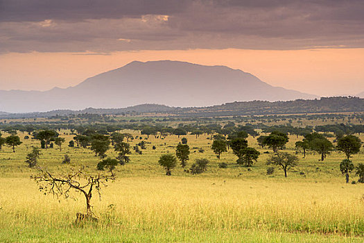 风景,山峦,背景,黎明,山谷,国家公园,乌干达