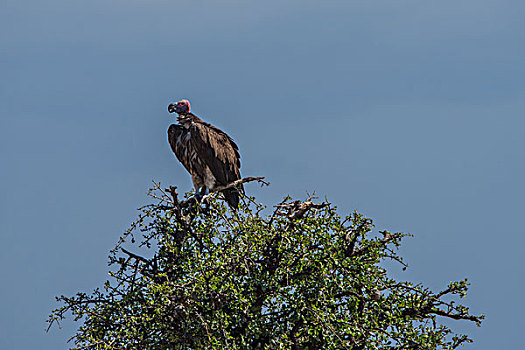 肯尼亚马赛马拉国家公园秃鹫