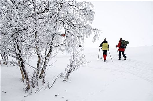 长途,滑雪,雪中,遮盖,风景,瑞典