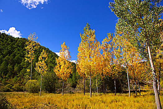 秋天,树林,黄色,金色,白杨