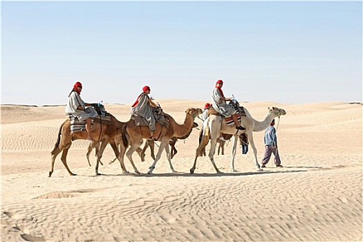 旅游,骆驼