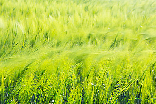 风,移动,穗,地点,大麦,大麦芽,背景,图像