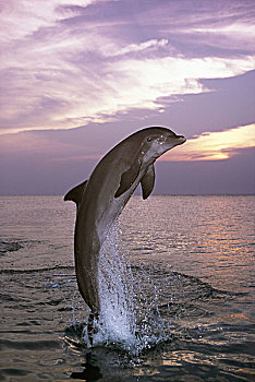 海洋,普通,海豚,真海豚,跳跃,黎明,序列,水,野生动物,动物,哺乳动物,移动,象征,力量,能量,动感,黃昏