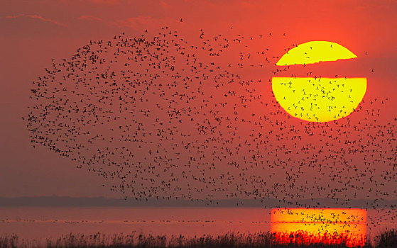 夕阳湖面上万鸟齐飞