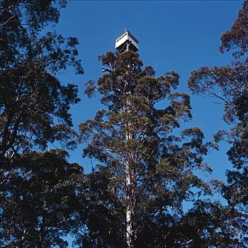 树林,暸望,澳大利亚