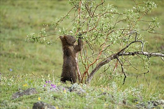 棕熊,一半,玩,灌木,德纳里峰国家公园,阿拉斯加,美国
