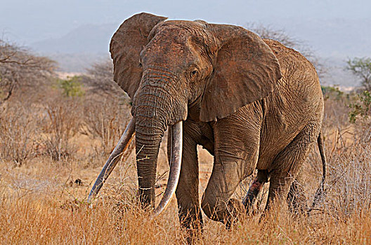 非洲象,雄性动物,东察沃国家公园,肯尼亚,非洲