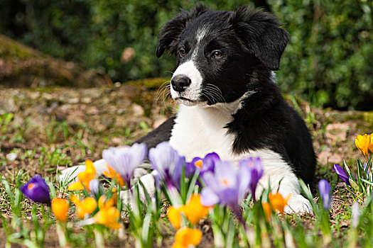 博德牧羊犬,小动物,坐,藏红花,花园