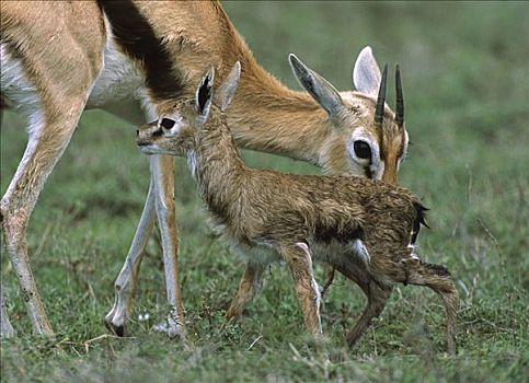 汤氏瞪羚,诞生,寻找,动物乳房,恩格罗恩格罗,保护区,坦桑尼亚,东非