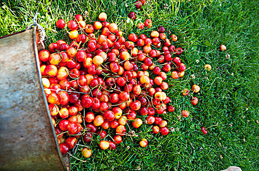 桶,成熟,樱桃,新鲜,不列颠哥伦比亚省,加拿大