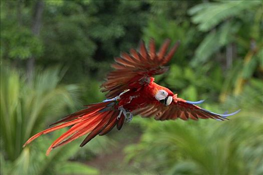 绯红金刚鹦鹉,成年,飞,洪都拉斯,中美洲