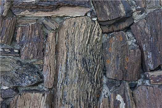 木化石,背景