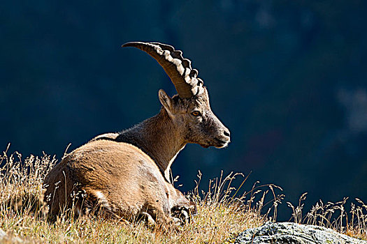 阿尔卑斯野山羊,雄性,草地,高,陶安,国家公园,卡林西亚,奥地利,欧洲