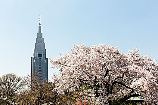 盛开,樱桃树,新宿御园,国家,花园,新宿,东京,日本
