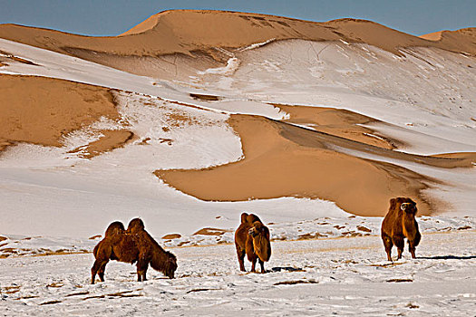 双峰骆驼,双峰驼,群,放牧,冬天,沙丘,戈壁沙漠,蒙古