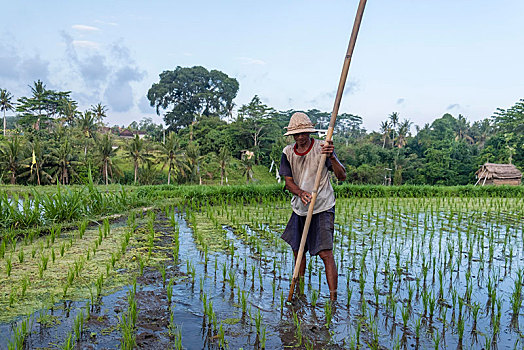 稻米,农民,工作,稻田,巴厘岛,印度尼西亚,亚洲