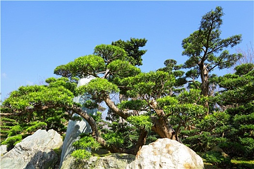 中式花园,植物