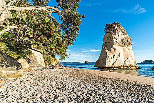 石头,树,大教堂,小湾,区域,北岛,新西兰