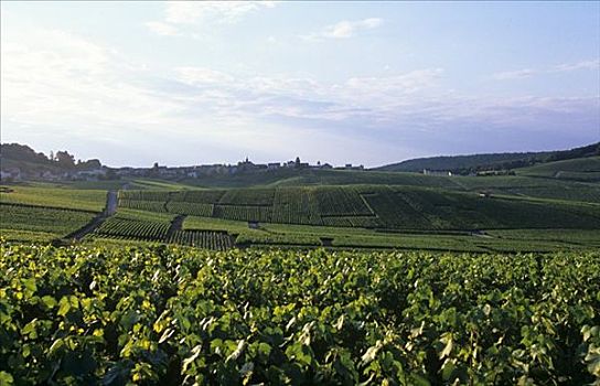 葡萄种植,靠近,香槟,法国