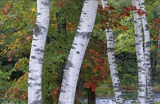白桦,树干,秋天,色彩,树林,阿第伦达克山,纽约,美国