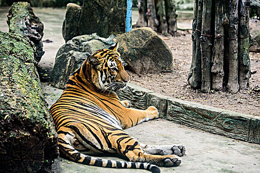 动物园慵懒的老虎