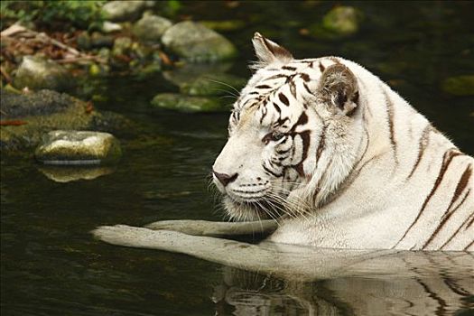 白色,虎,新加坡动物园,新加坡,亚洲