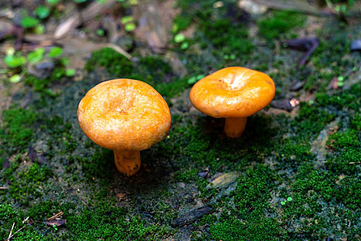 松乳菇图片_松乳菇图片大全_松乳菇电脑壁纸