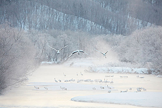鳥群,樹林,冬天