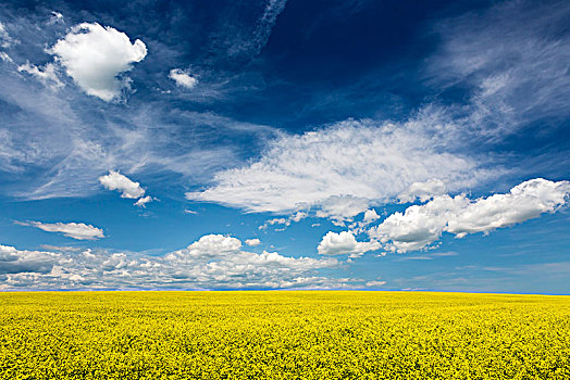 花,油菜地,云,蓝天,艾伯塔省,加拿大